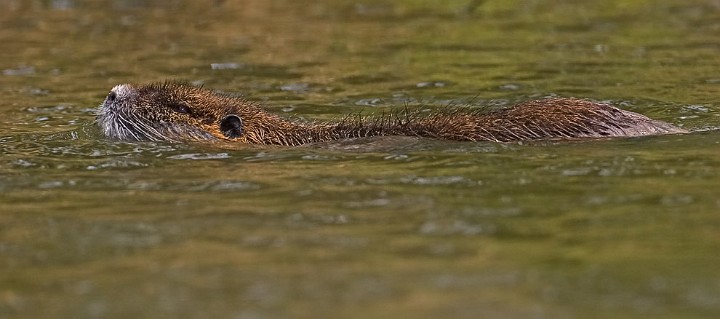 Nutria Biberratte Myocastor coypus